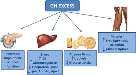 Metabolic effects of growth hormone (GH) excess on the target organs.... | Download Scientific ...