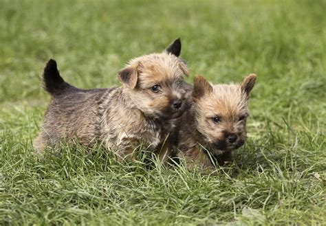 Norwich Terrier Puppies For Sale - AKC PuppyFinder