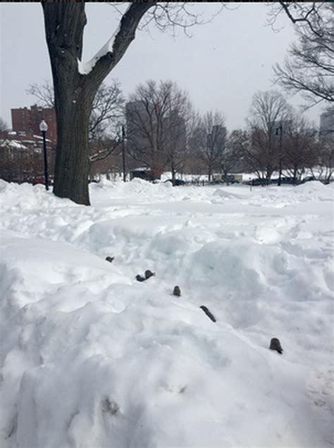 It's Snowing Historic Levels, But Those Tough Bostonian Bastards Are