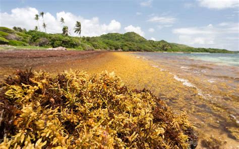 The World’s Largest Seaweed Bloom Stretches All the Way Across the Atlantic Ocean | Travel + Leisure