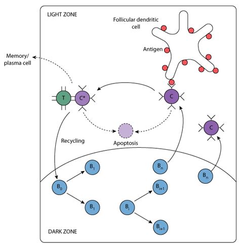 A Mathematical Model on Germinal Center Kinetics and Termination ...