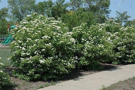 Viburnum trilobum compactum