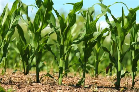 How to Grow Sweet Corn for Beginners | Simple Living Country Gal