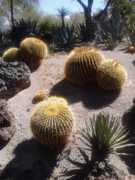 Xtremehorticulture of the Desert: Not All Cacti Can Handle the Mojave Desert