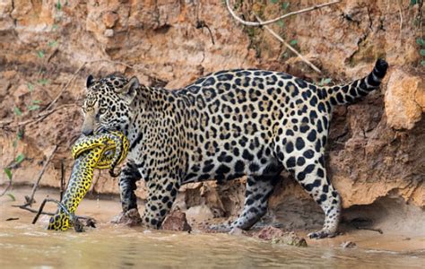 First caimans, now snakes: Pantanal jaguar nabs a yellow anaconda | Predator vs Prey | Earth ...