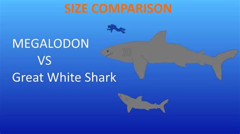 Carcharodon Megalodon Vs Great White