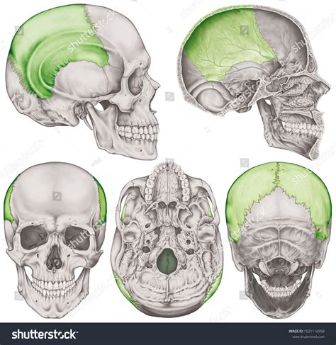 Parietal Bone Cranium Bones Head Skull Stock Illustration 1021116958 ...