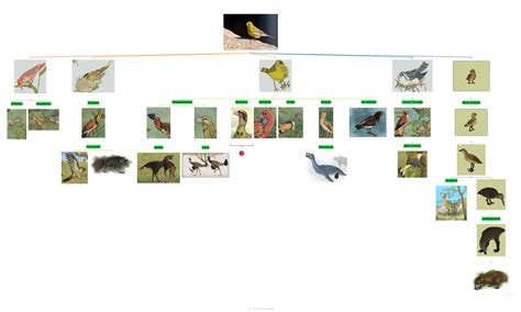 Serina canary cladogram pt 2 Tempuscene by noo210 on DeviantArt