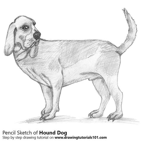 DrawingTutorials101.com | Hound dog, Hound, Dogs