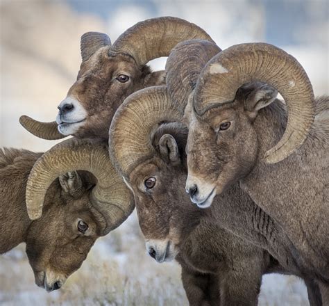 Bighorn Sheep | The Huddle