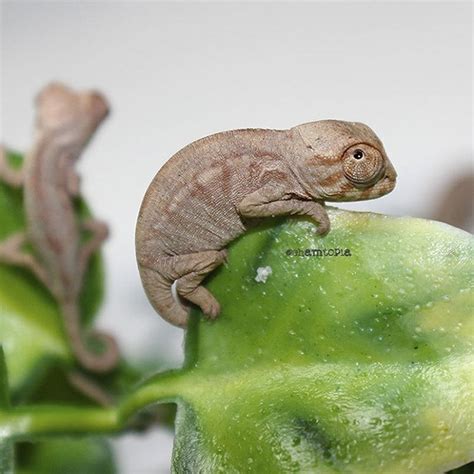 15+ of the cutest baby chameleons ever photographed