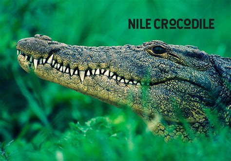 How to Survive a Crocodile Attack - Crocodilian Safety Guide