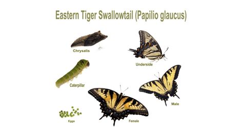 Eastern Tiger Swallowtail - CRITTERFACTS