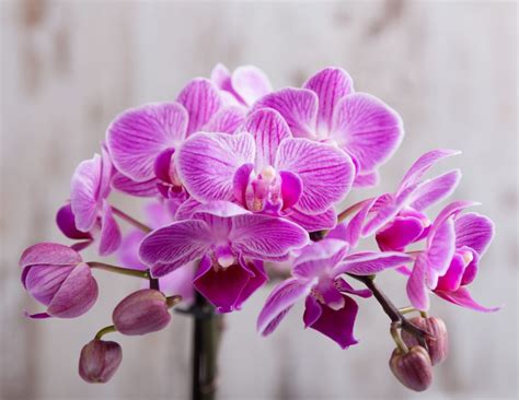 10 Easy-to-Grow Orchid Types for Your Indoor Garden