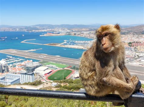 Gibraltar Monkey Monkeys Airport Runway And Victoria Stadium In Background - Gibraltar Info