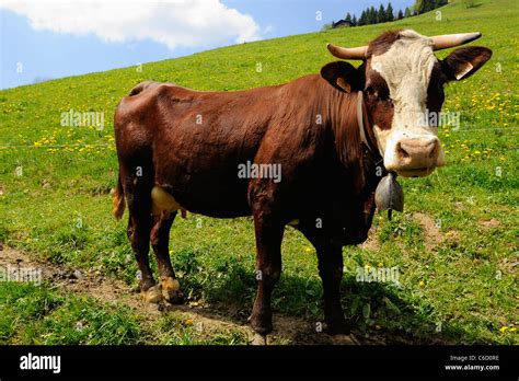 Abondance Cow High Resolution Stock Photography and Images - Alamy