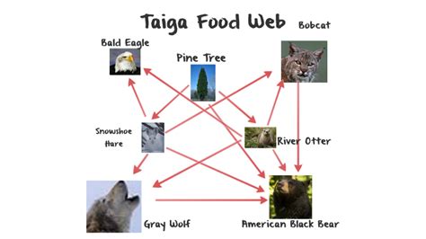 Taiga Food Chain