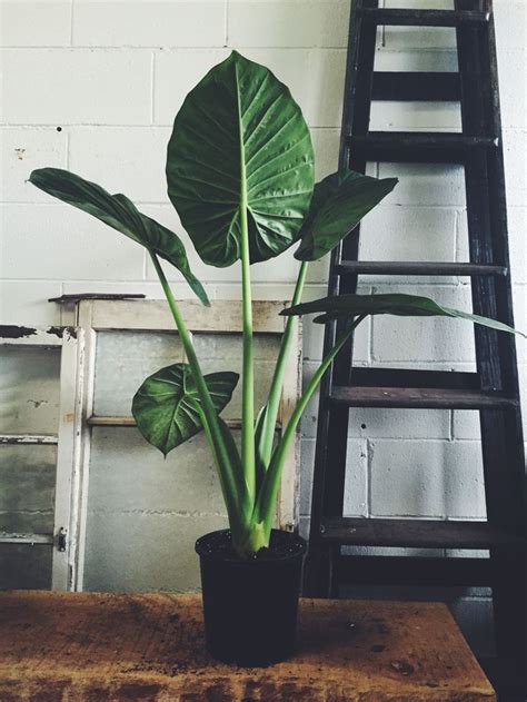 A beautiful tropical indoor plant with broad leaves resembling the ear of an elephant. | Plants ...