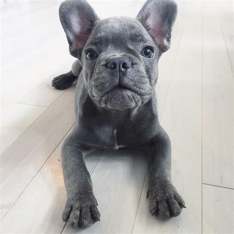 Blue Fawn French Bulldog Puppies - AskFrenchie.com