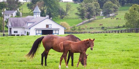 I spent 4 days in the 'horse capital of the world,' where the barns look more like estates and ...