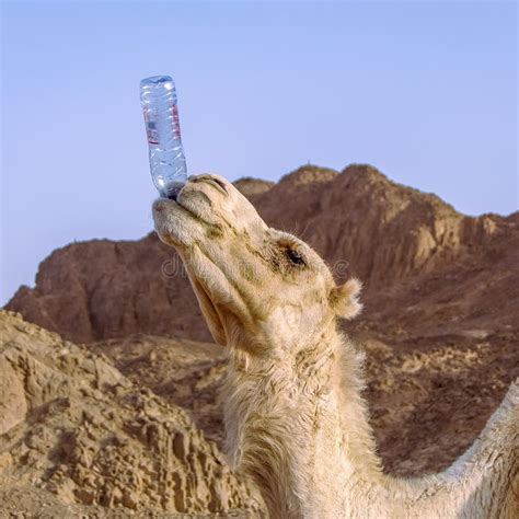 438 Camel Drinking Stock Photos - Free & Royalty-Free Stock Photos from Dreamstime