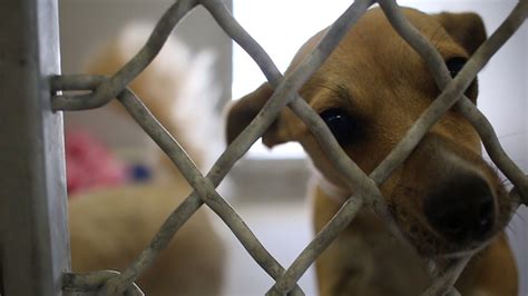 ‘Clear The Shelters Day’ At The Castaic Animal Shelter - KHTS Feature ...