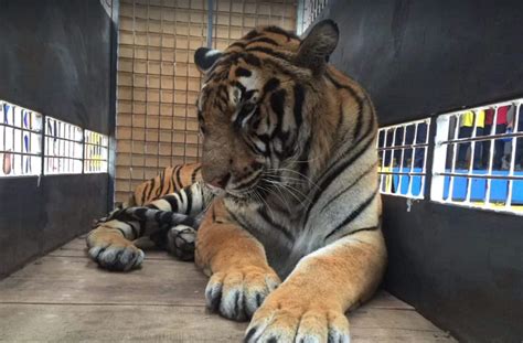 Rescued Circus Tiger Takes Cautious First Step Into His New Home – Mutually