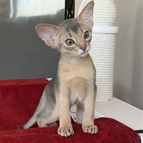 Abyssinian cat breeders/Abyssinian cat breeder/Abyssinian cattery