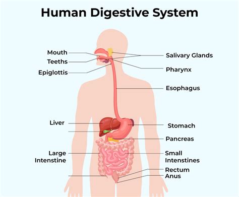 Labelled Diagram of Digestive System with Detailed Explanations