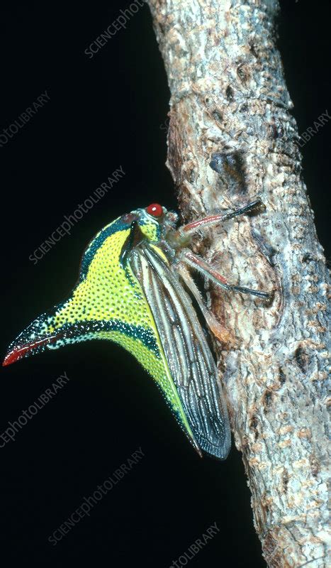 Thorn Bug - Stock Image - C013/8538 - Science Photo Library