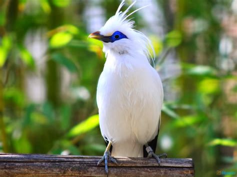 Bali Starling Conservation Program - Taman Safari Bali