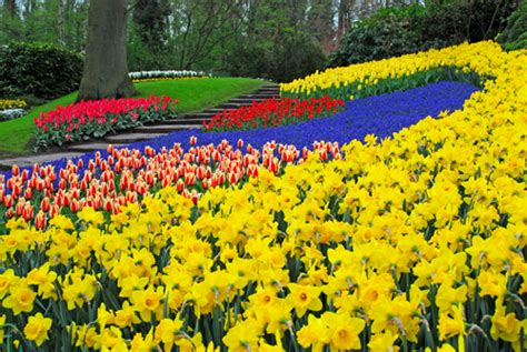 Keukenhof Tulip Gardens Tour, Amsterdam | Book a Keukenhof G… | Flickr