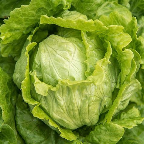 Crisphead Iceberg Lettuce Seeds - Non-GMO - A Staple in The Kitchen wi ...