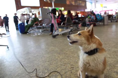 Jackal-dog hybrids at the airport - Russia Beyond