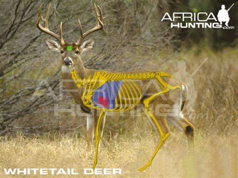 HUNTING Whitetail Deer | AfricaHunting.com