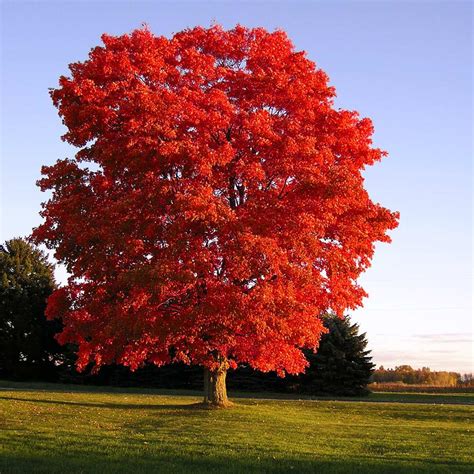 Red Sunset® Maple Trees for Sale | FastGrowingTrees.com