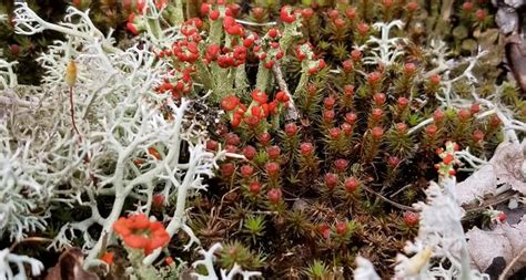 Edible Lichen and Moss: A Last Resort?