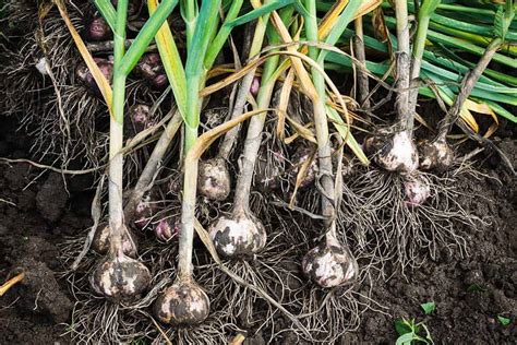 Planting Garlic in Fall for the Best Summer Harvest - Off Grid World