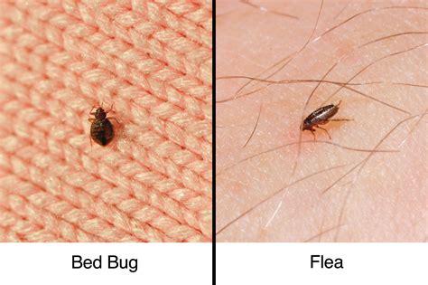 Bed Bug Bites vs. Fleabites: How to Tell the Difference | The Healthy