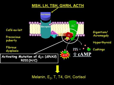 Molecular defect and phenotype in McCune-Albright syndrome (MAS). The ...