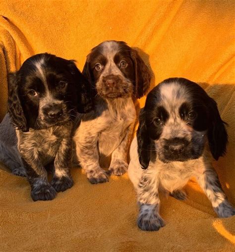 Stunning Show Cocker Spaniel Puppies | in Aylesford, Kent | Gumtree