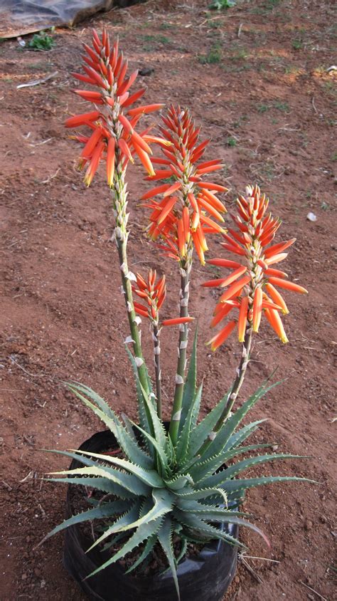 #attractive #resistance #containers #structural #orangered #resistant #profusion #moderate # ...