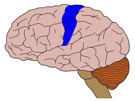 Primary somatosensory cortex (postcentral gyrus) | Neuroscience Wiki ...