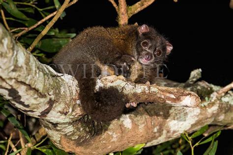 Australian Nature Photography | Australian wildlife