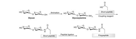 Glycopeptides - Mass Spectrometry Analysis and Enrichment Techniques - Creative Proteomics Blog