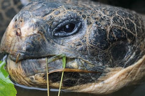 Desarmamiento Reacondicionamiento Organo tortuga de cabeza grande ajo Abreviatura Isla de Alcatraz