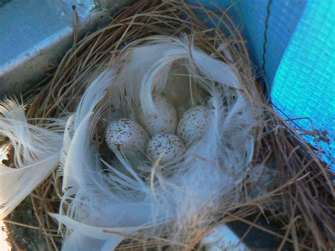 Swallow Nest and Eggs | Pics4Learning