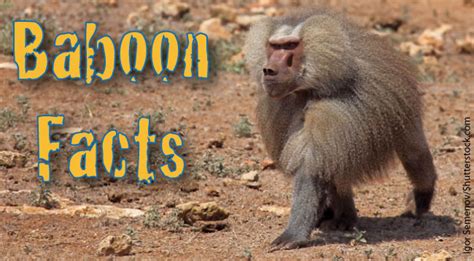 Baboon Facts & Information, With Pictures & Video