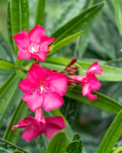 Oleander ‘Calypso’ | PlantVine