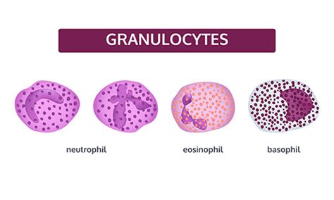 Granulocytes